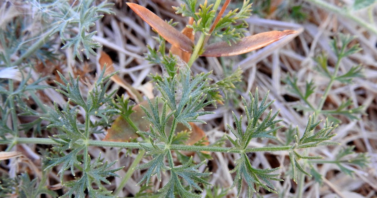 Χλωρίδα Λεχαίου Echinophora tenuifolia subsp. sibthorpiana (Guss.) Tutin