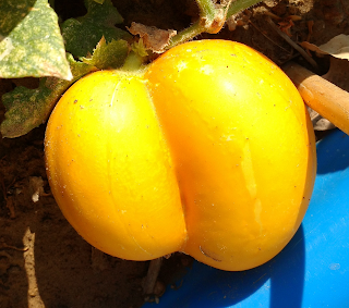 "Olsen" - Miniature White Cucumber Twin