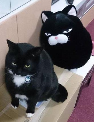 Смешной черный толстый кот и его игрушечная копия