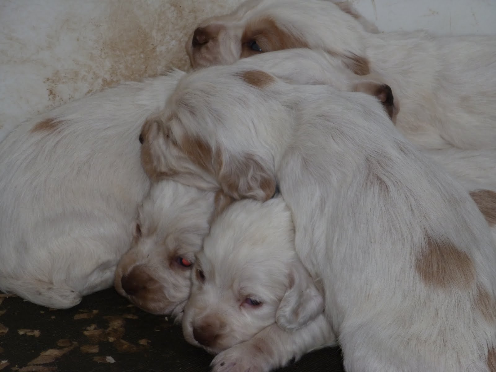 Cuckavalda Gundogs North Yorkshire Lemon and white cocker spaniel pups