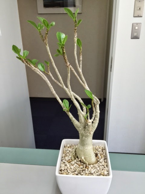 アデニアソコトラナム　純血 種子]アデニウム・ソコトラナム純血 5粒の販売(Adenium