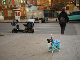 small dog wearing a polkadot dinosaur outfit in Dalian, China