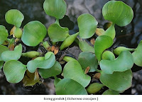 eceng-gondok-untuk-pakan-kambing-domba-dan-sapi