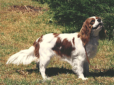 king charles cavalier king charles cavalier