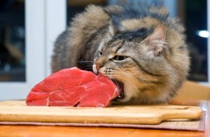 Shutterstock image of a cat eating a big chunk of raw meat | Exclusively Cats Veterinary Hospital, Waterford, MI