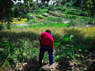 A Man Trying To Find For The Fallen Fruits Among The Bushes In The Agricultural Area At The Village