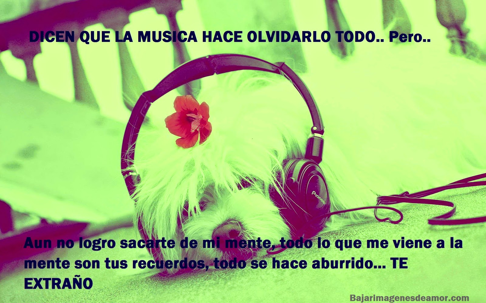 Frasesamor Frases De Amor Animadas Con Musica Tambien podras encontrar imagenes con dedicatorias de amor y la frase feliz san valentin, para que en esta fecha especial en donde el amor se respira en ¿listos para festejar este 14 de febrero? frases de amor animadas con musica