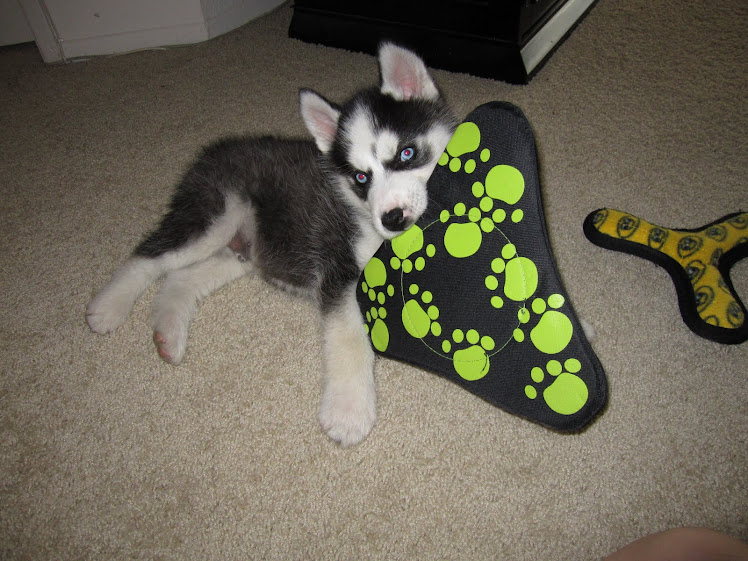 A day in the life of a Husky puppy: 1 year old