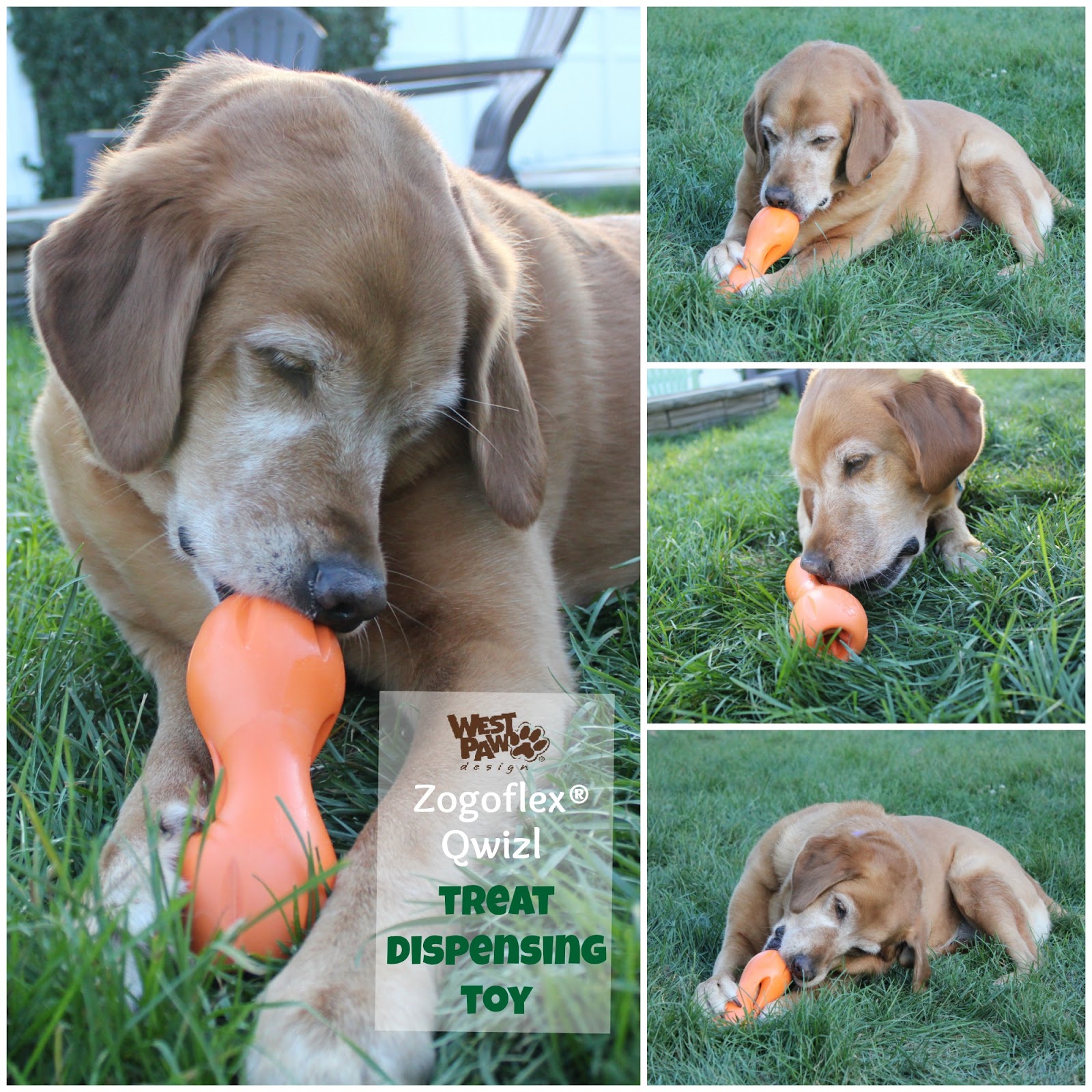 Three Durable Toys For Tough Dogs Three Durable Toys For Tough Dogs