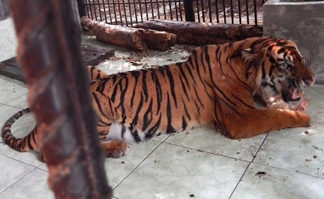 Giring Harimau Sumatera yang diselamatkan oleh Yanti Musabine