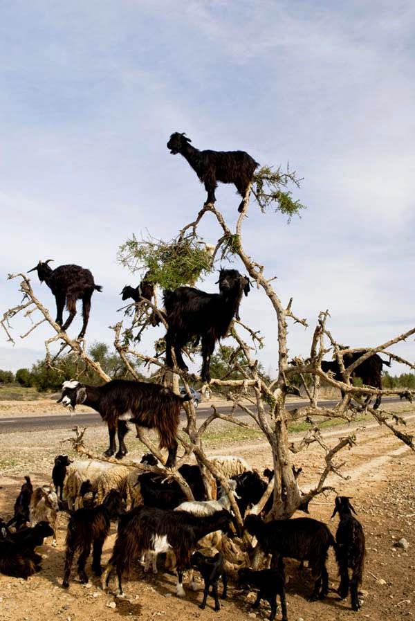After eating the fruit, the goats’ droppings are then searched for Argan berry seeds… - Imagine Driving Down The Road And Seeing THIS In The Trees. Seriously, This Is Crazy.