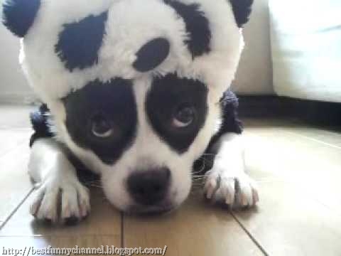 Dog panda..