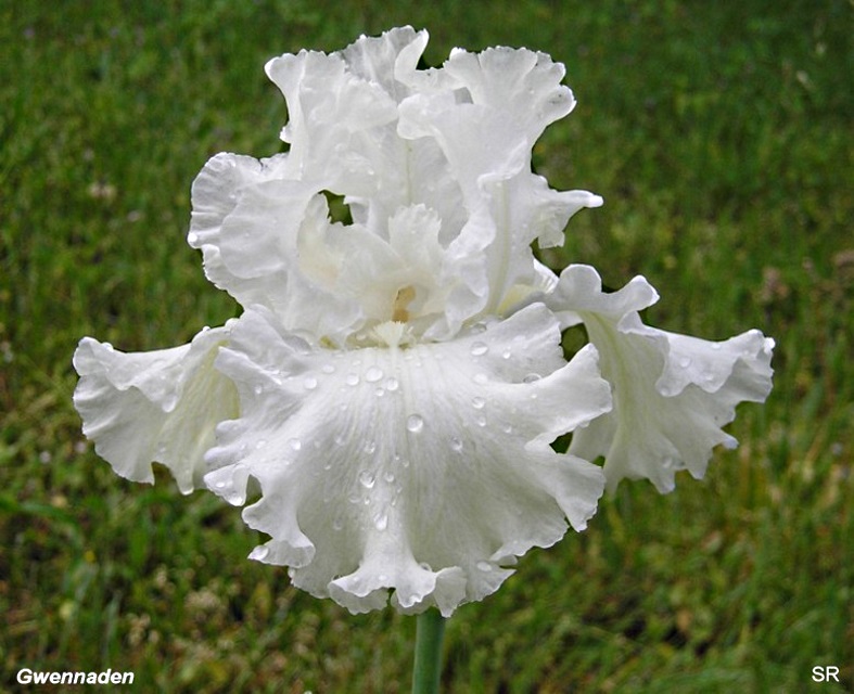 World of Irises French Irises and Their Hybridizers