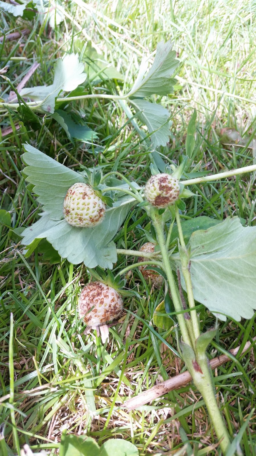 Tales from Swallow Farm A Plague of Strawberry Seed Beetles