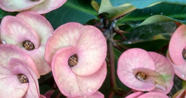 Contoh Taman Minimalis Depan Rumah Type 36 - Ketikanku