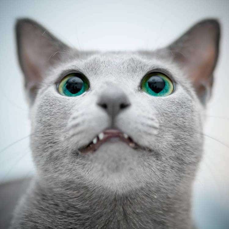 Stunning Pictures Of Silver Cat Sisters With Gorgeous Green Eyes Stunning Pictures Of Silver Cat Sisters With Gorgeous Green Eyes