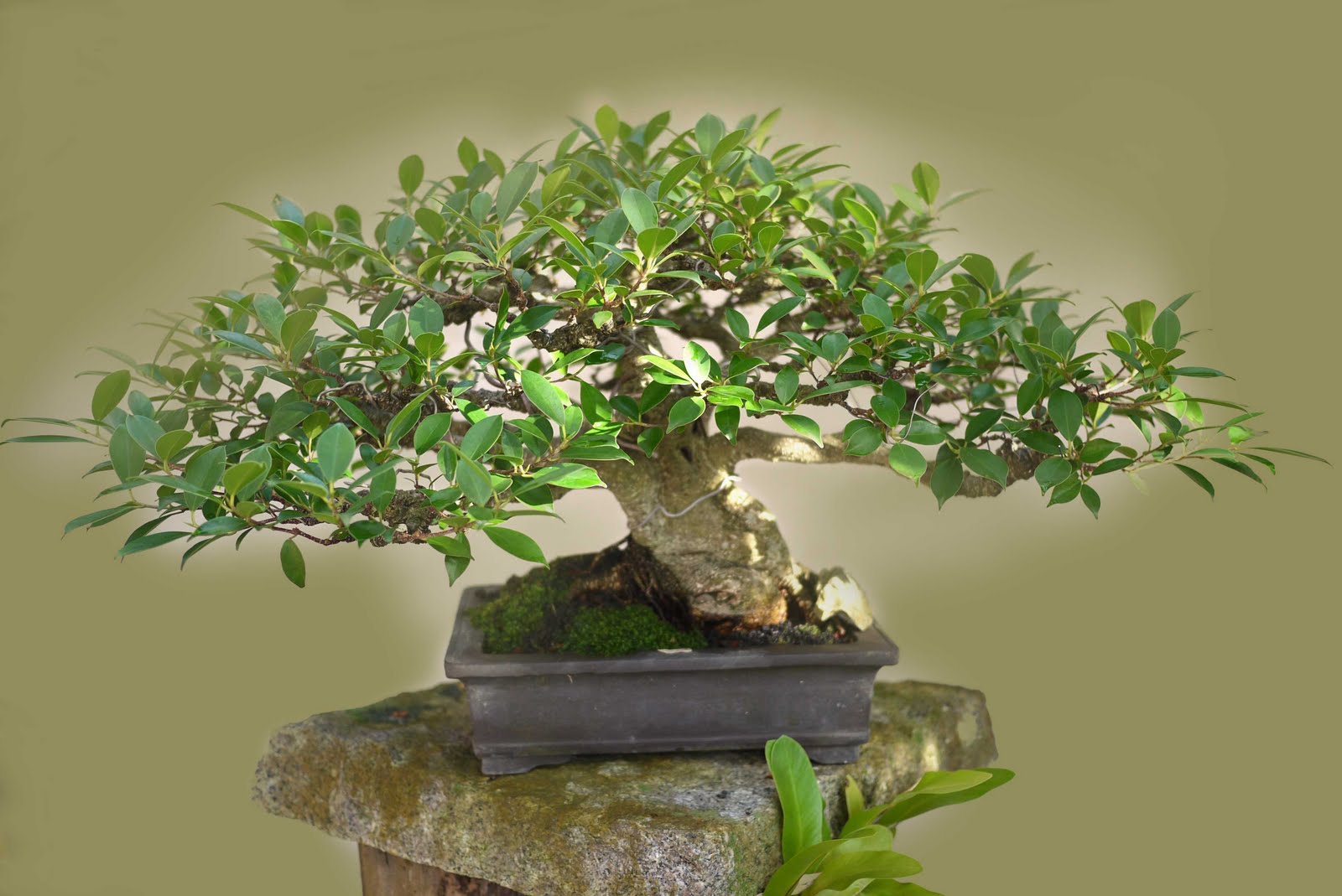 Bonsai Tree 23+ Modern Banyan Tree Bonsai Ideas