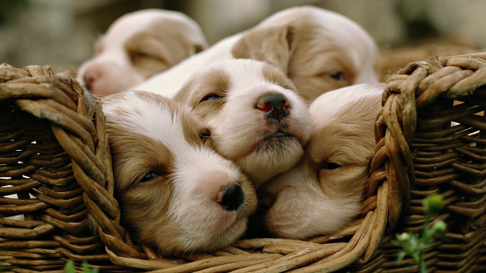 Puppies - Mystery Wallpaper