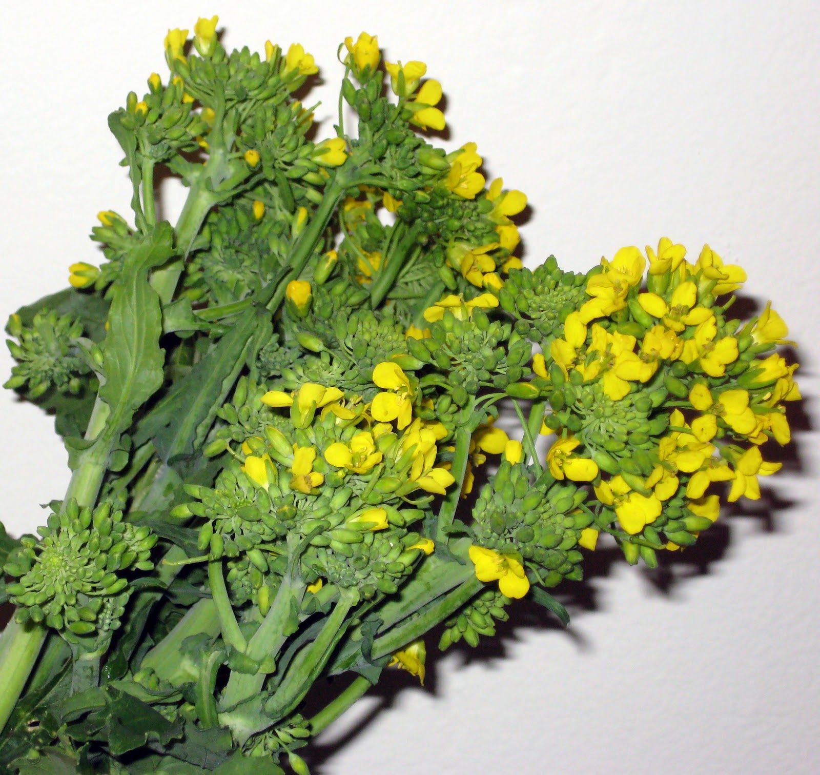 Broccolini Plants