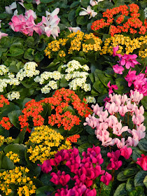 Centennial Park Conservatory Spring Flower Show 2014 cyclamen kalanchoe garden muses-not another Toronto gardening blog