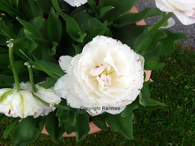 White rose bloom