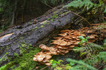 Honey Mushroon growing out from under a log on the forest floor