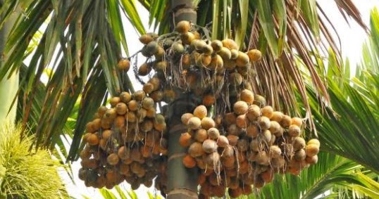 Classical Areca Nuts Health Benefits and Nutrition Facts