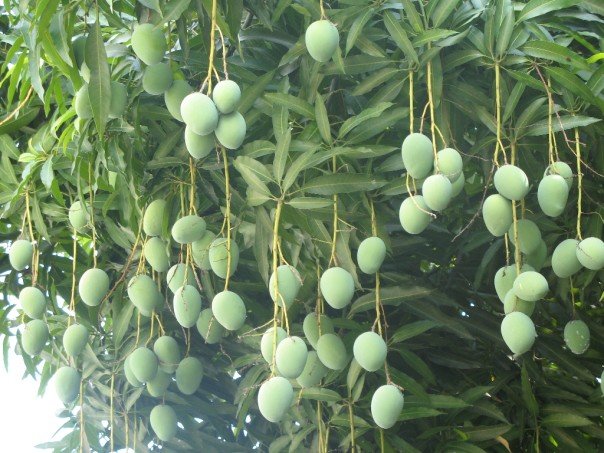 mango+tree.jpg