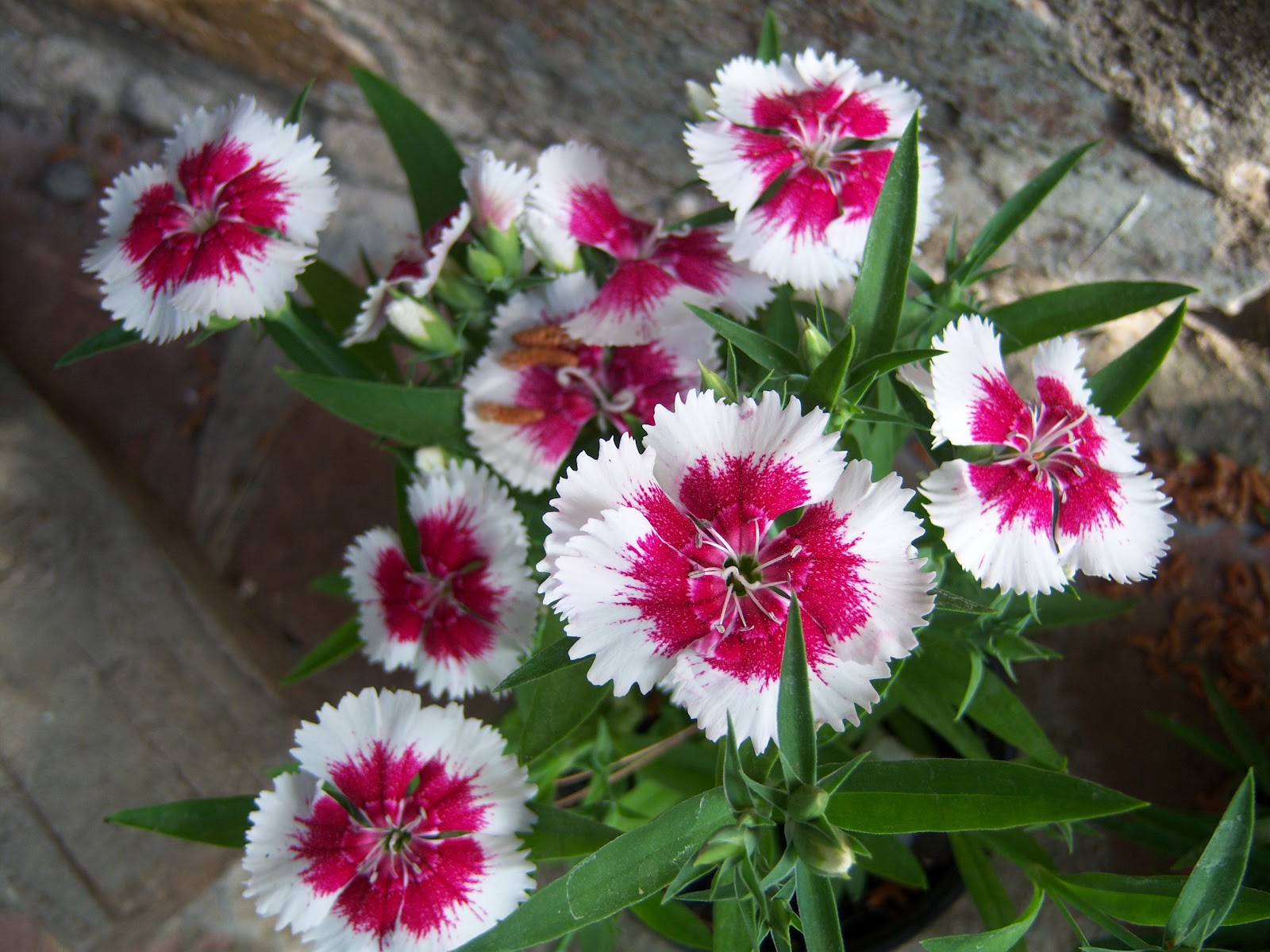 CLAVELLINA o CLAVEL CHINO BOTÀNIC SERRAT