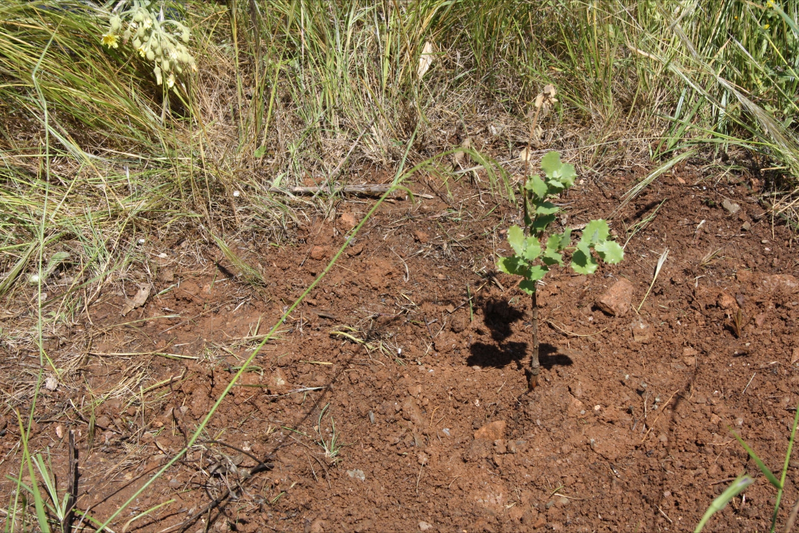 Aulaga: I Curso de Medio Ambiente y Vivero 2011