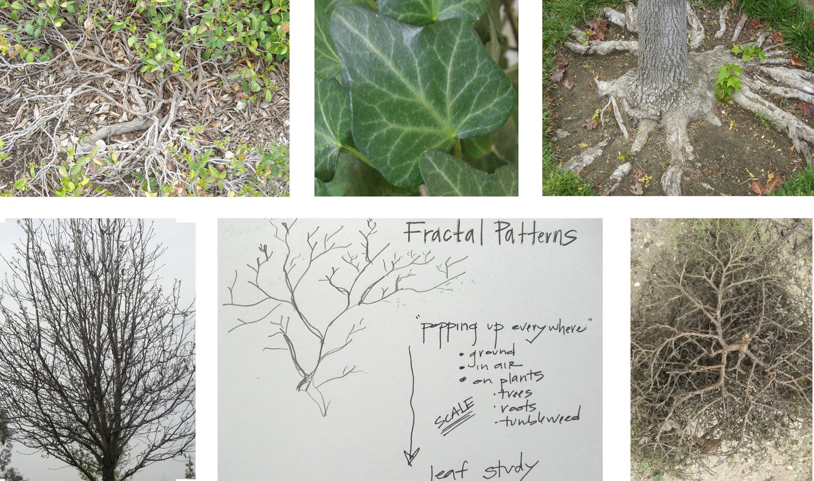 Biomimicry for Designers: The Pattern Lens