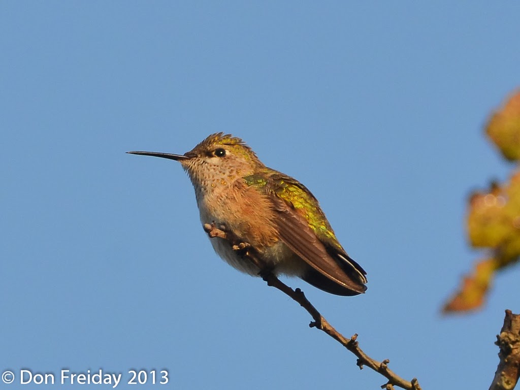 The Freiday Bird Blog Watching a Rare Bird Disappear