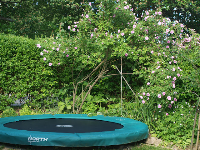 Lav trampolin er placeret opad rosentræ pg blomster for at skabe haverum med plads til hele familien