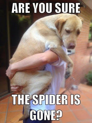 Dog Humor : Are you sure the spider is gone?