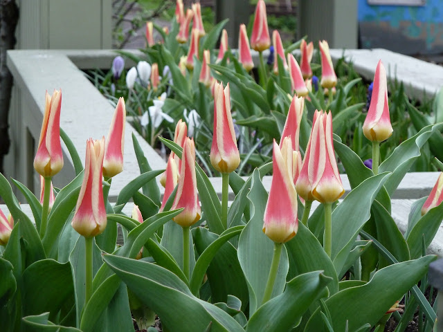 Tulips blooming in the boxes outside the children's garden at Brooklyn Botanic