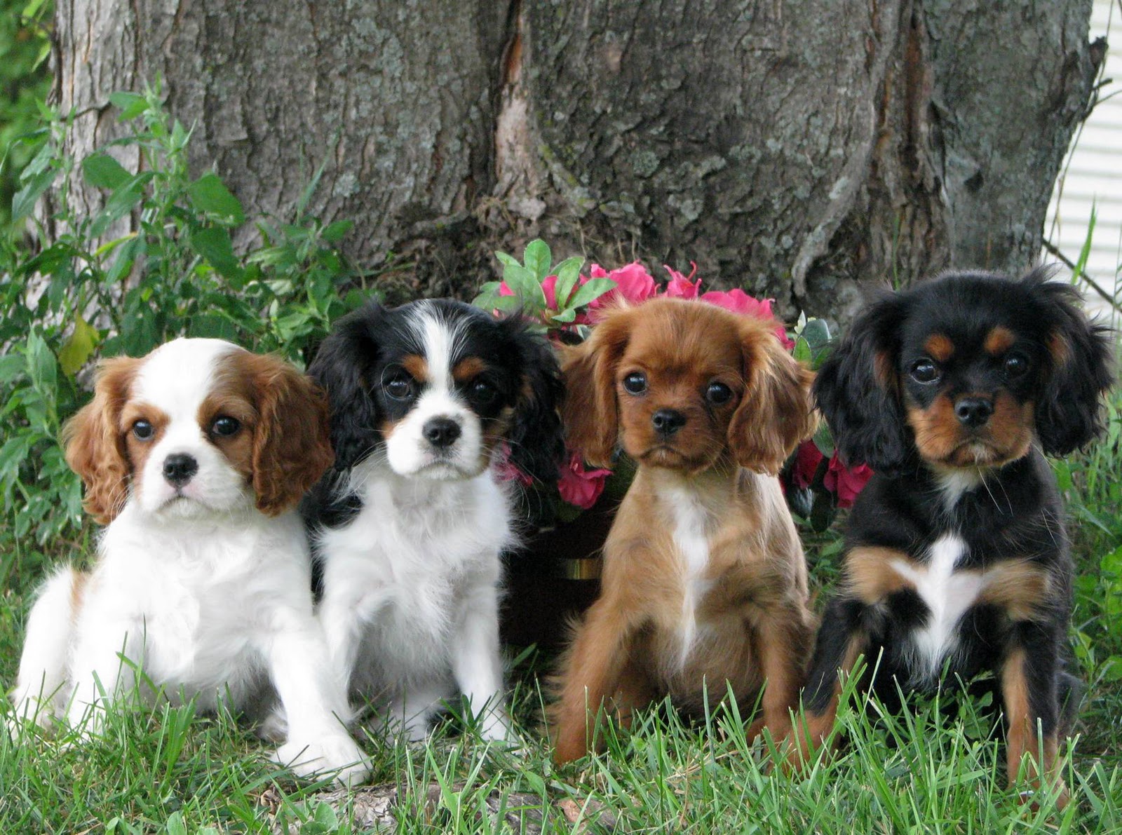 Cavalier King Charles Spaniel Puppies Pics Cute Puppies
