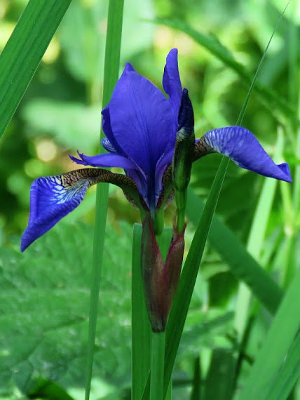 kosaciec Kosaciec syberyjski, kosacz (Iris sibirica)