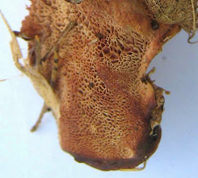 small, angular pores of Hapalopilus nidulans (H. rutilans)