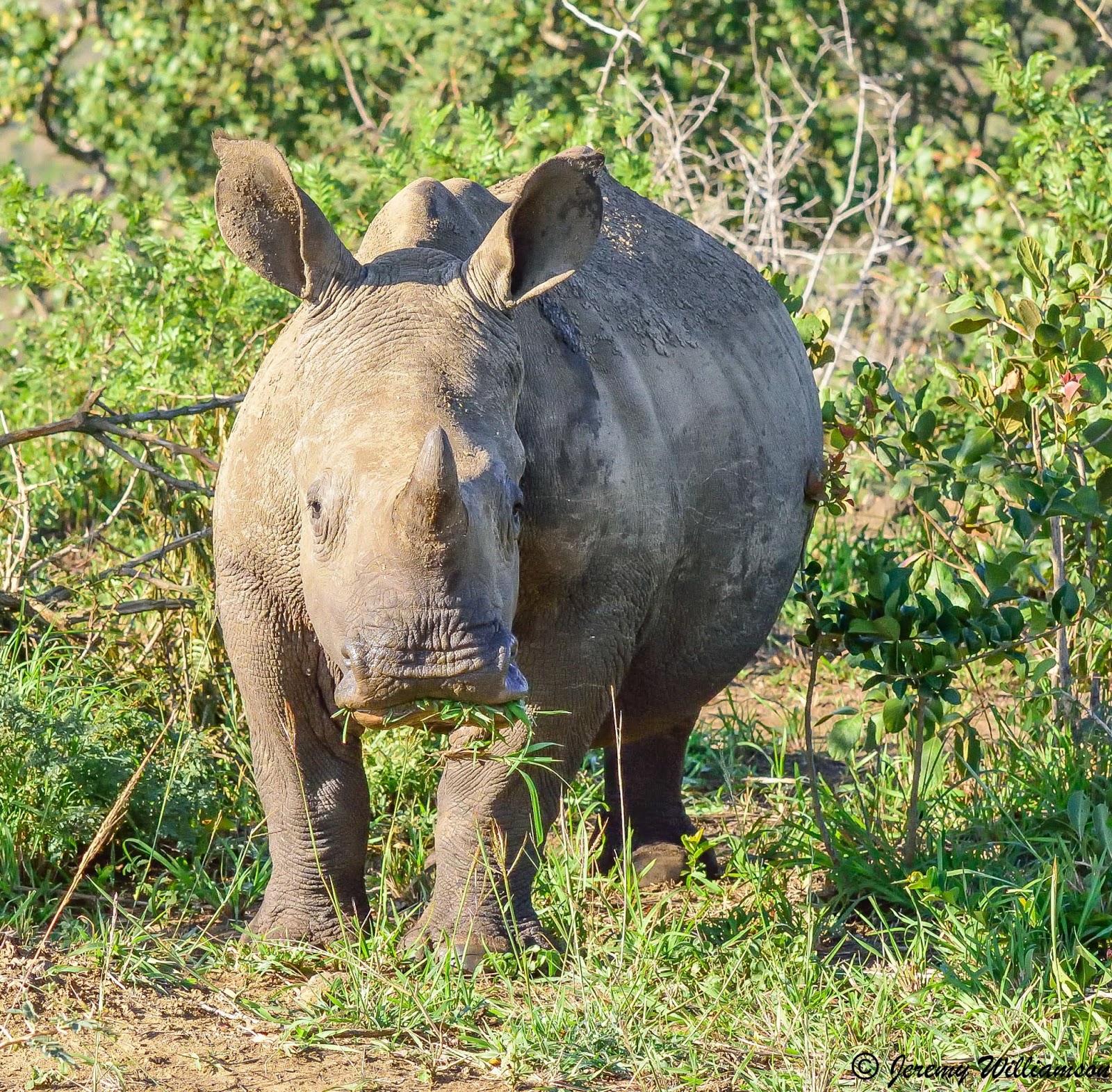Far and Wild Safaris Blog: Rhino Ridge Safari Lodge, Hluhluwe Imfolozi ...