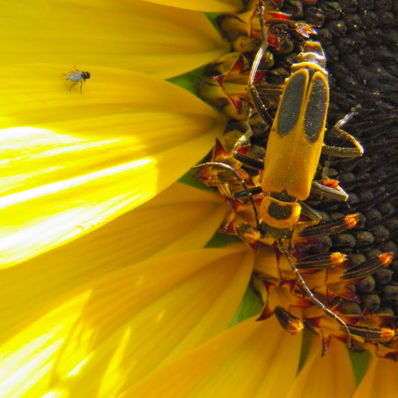 Doug Photo Blog 2012 Bugs on a Sunflower