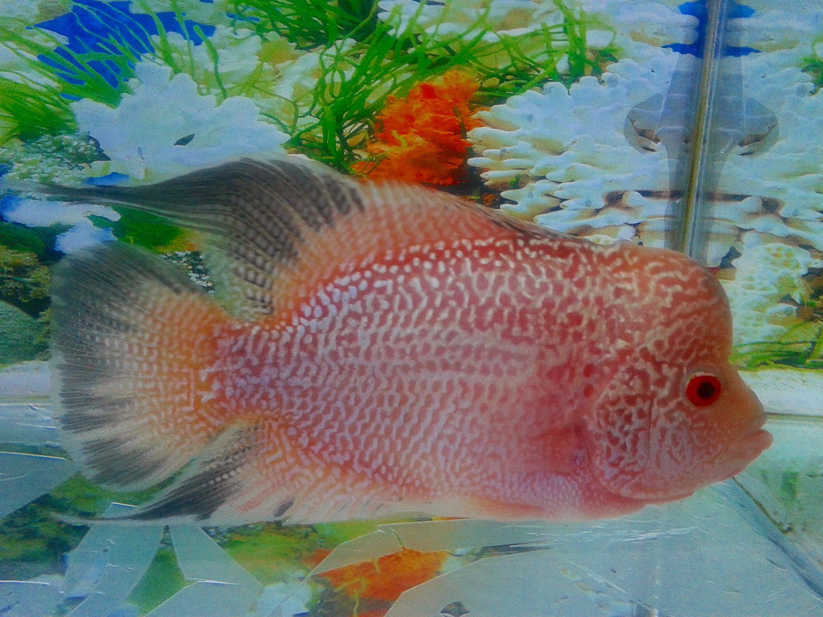 ikan lou han ikan lou han