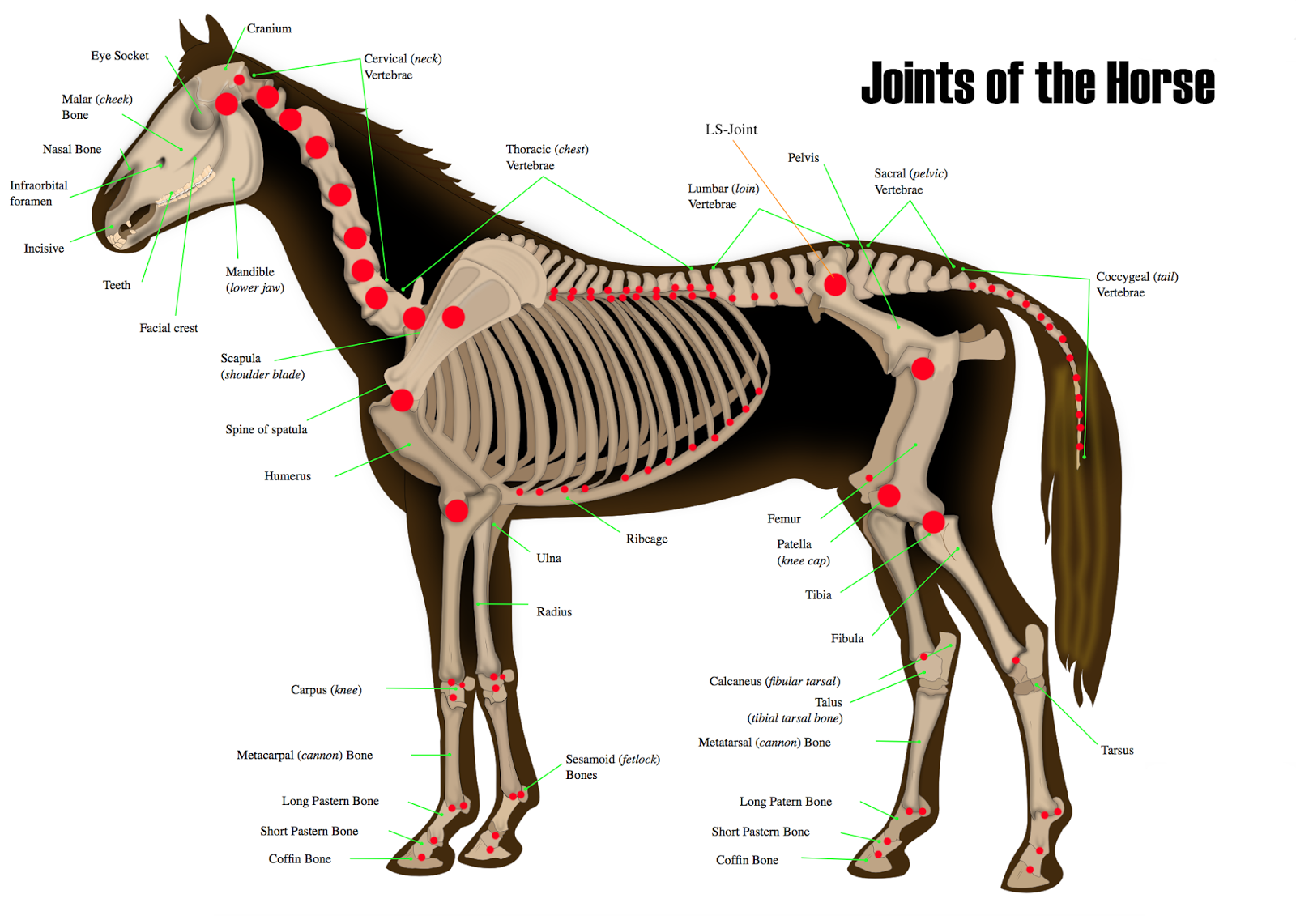 Horse Joints Anatomy