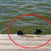  Τι είναι αυτό το μυστηριώδες πλάσμα που εντοπίστηκε σε μια λίμνη; (video) 