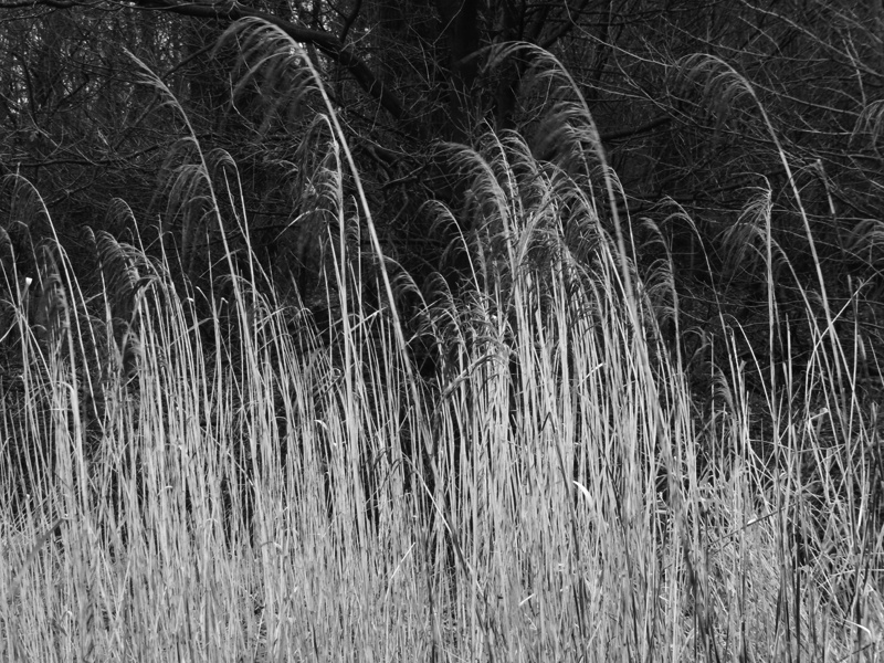 Www Trauerverse Blogspot De 2017