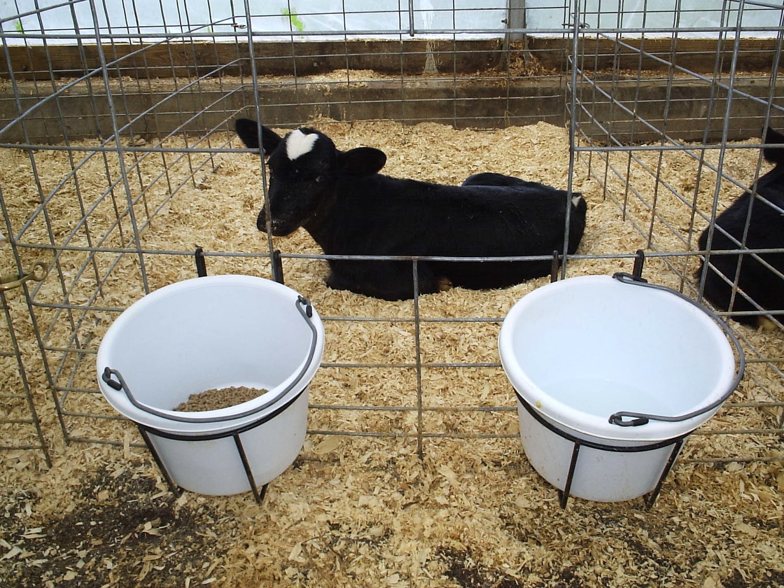 Calves with Sam November 2013