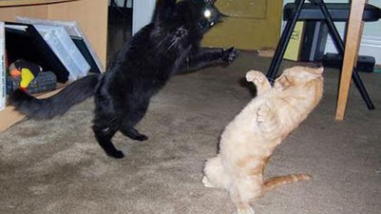 Funny cats getting stuck in things