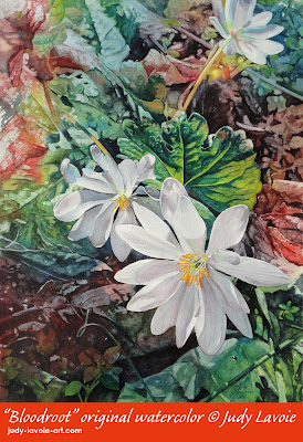 Boodroot painting by Judy Lavoie Bloodroot painting chosen for 2019 Spring Wildflower Pilgrimage image