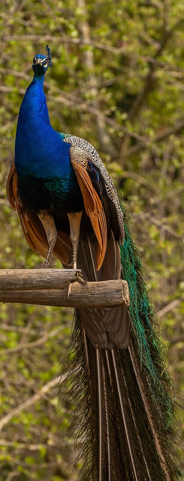 A peacock with it's amazing tail - About Wild Animals