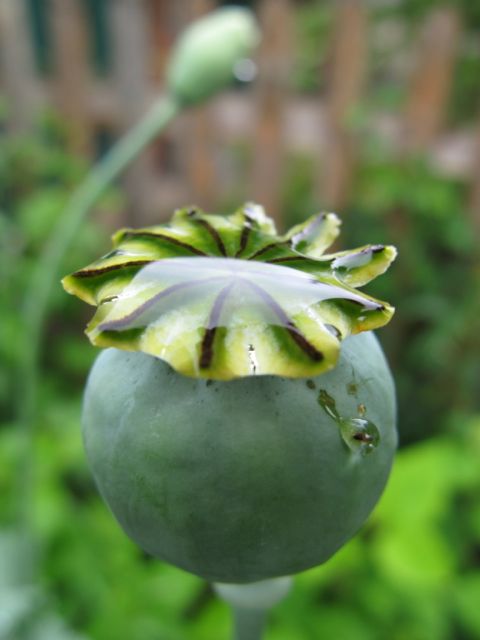 Schmiedegarten Regentropfen Bilder