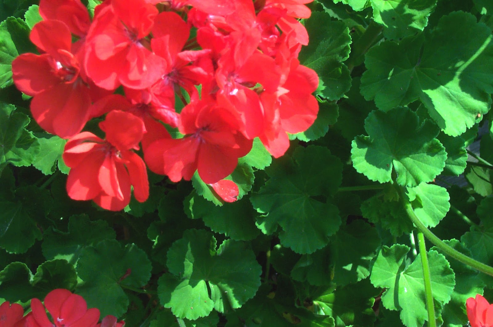 Two Sisters Gardening Geraniums Try Saving a Container Plant for